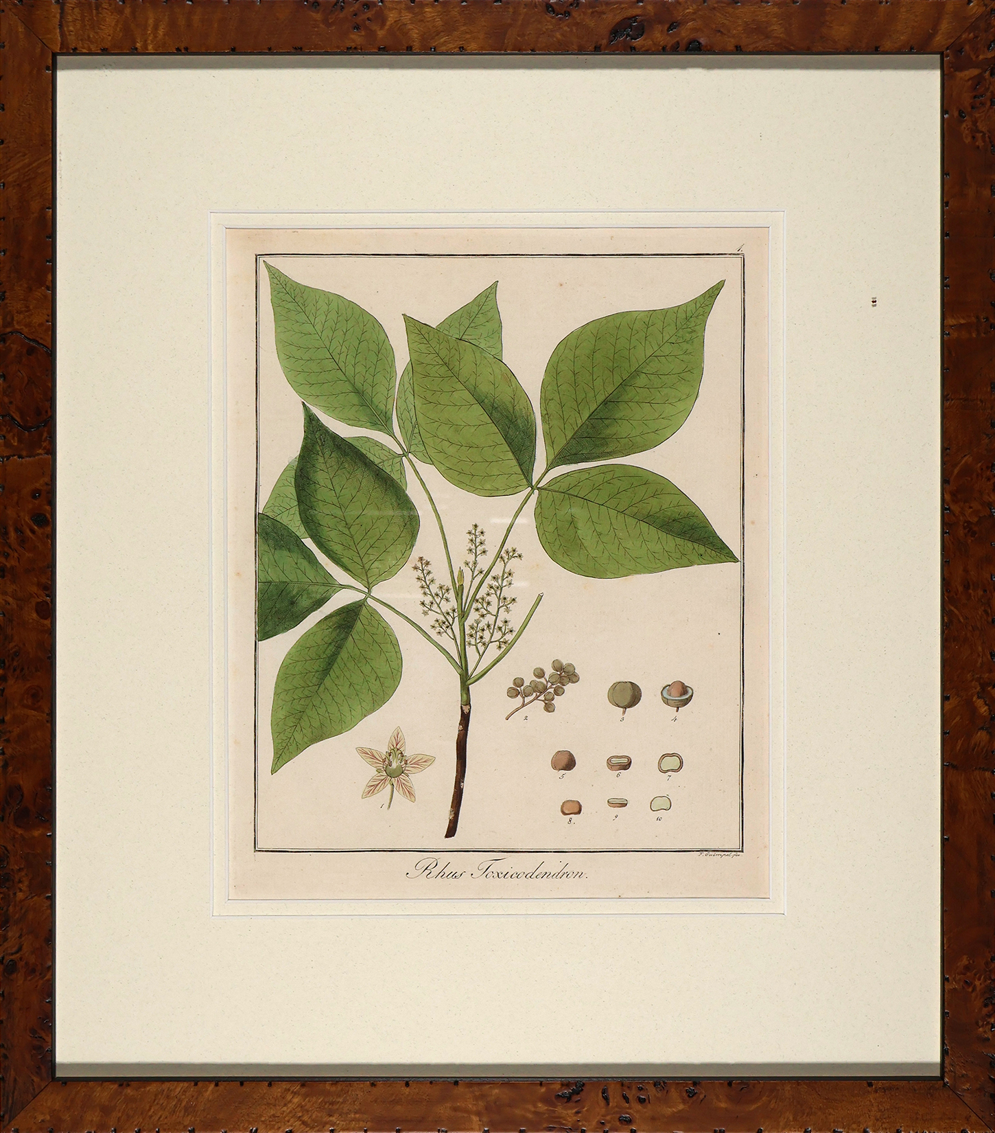 Hayne's Botanical in Burl